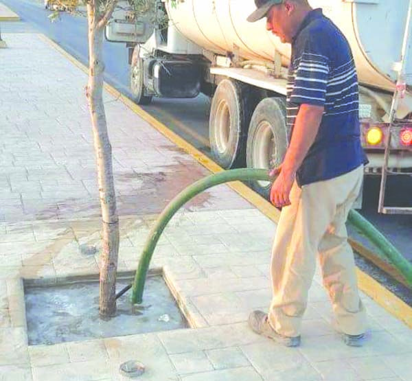 Custodian por la flora de San Buenaventura