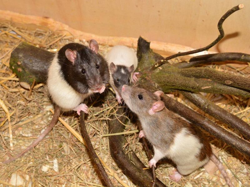 Autoridades descubren que las ratas de Nueva York son inmunes… ¡A los anticonceptivos!