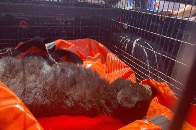 Capturan a osezno en rivera de Saltillo