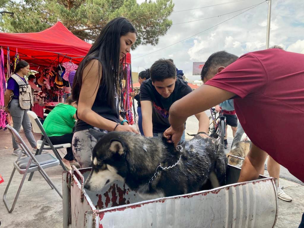 Arranca campaña contra garrapatas en mascotas