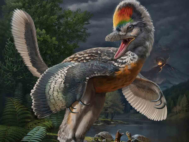 Hallan extraño fósil de dinosaurio con alas en China; sería una nueva etapa evolutiva