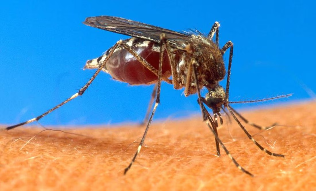Ecuador declara alerta epidemiológica por brote de dengue
