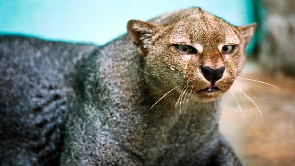 ¿Qué es es el jaguarundi? Conoce al felino más misterioso del mundo que estuvo caminando en las calles de Cholul