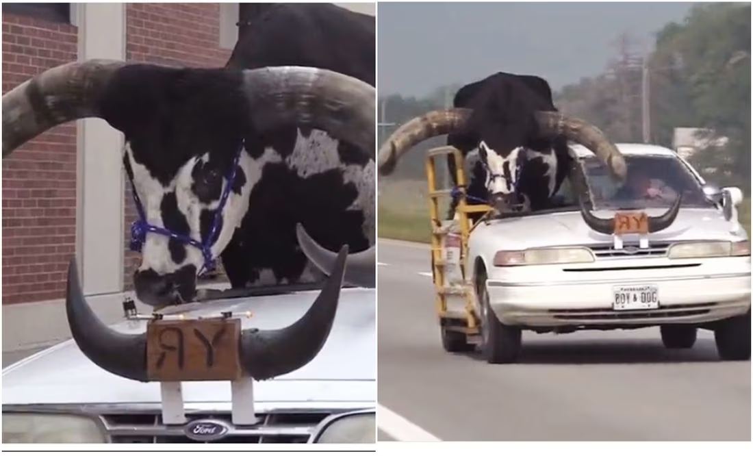 VIDEO: ¿Torito Watusi, el mejor copiloto de Nebraska?; policía detiene a su dueño