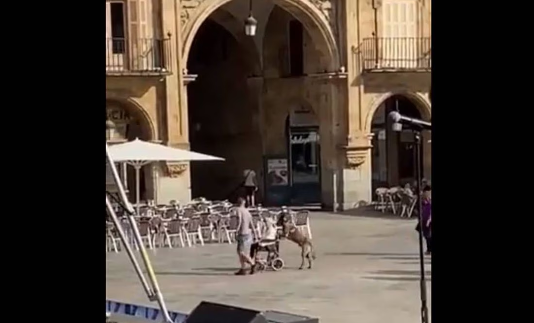 VIDEO: Lomito empuja silla de ruedas de adulto mayor en España y se hace viral