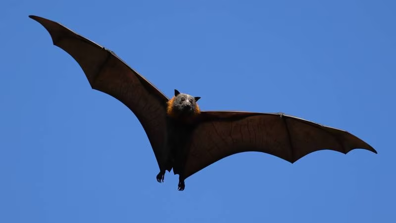Virus Nipah enciende alarmas en India: ¿Qué es y cuáles son sus síntomas?