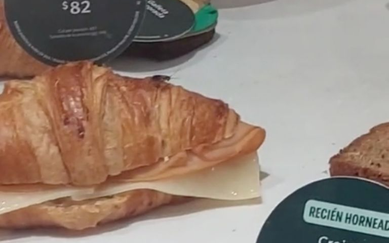 Una enorme cucaracha se pasea en la vitrina de comida de Starbucks y aterroriza a clientes | VIDEO