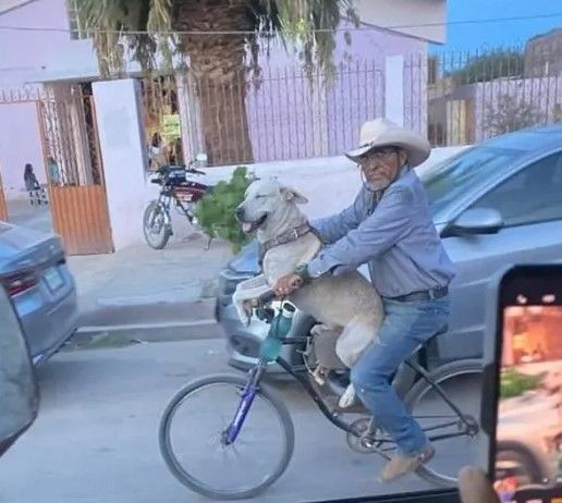 Disfruta andar en bicicleta ‘El muñeco’, un lomito feliz