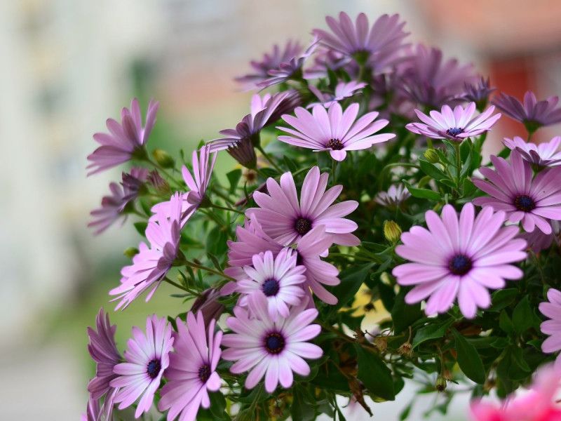 ¿Por qué se regalan flores moradas el 9 de octubre y cuál es el significado?