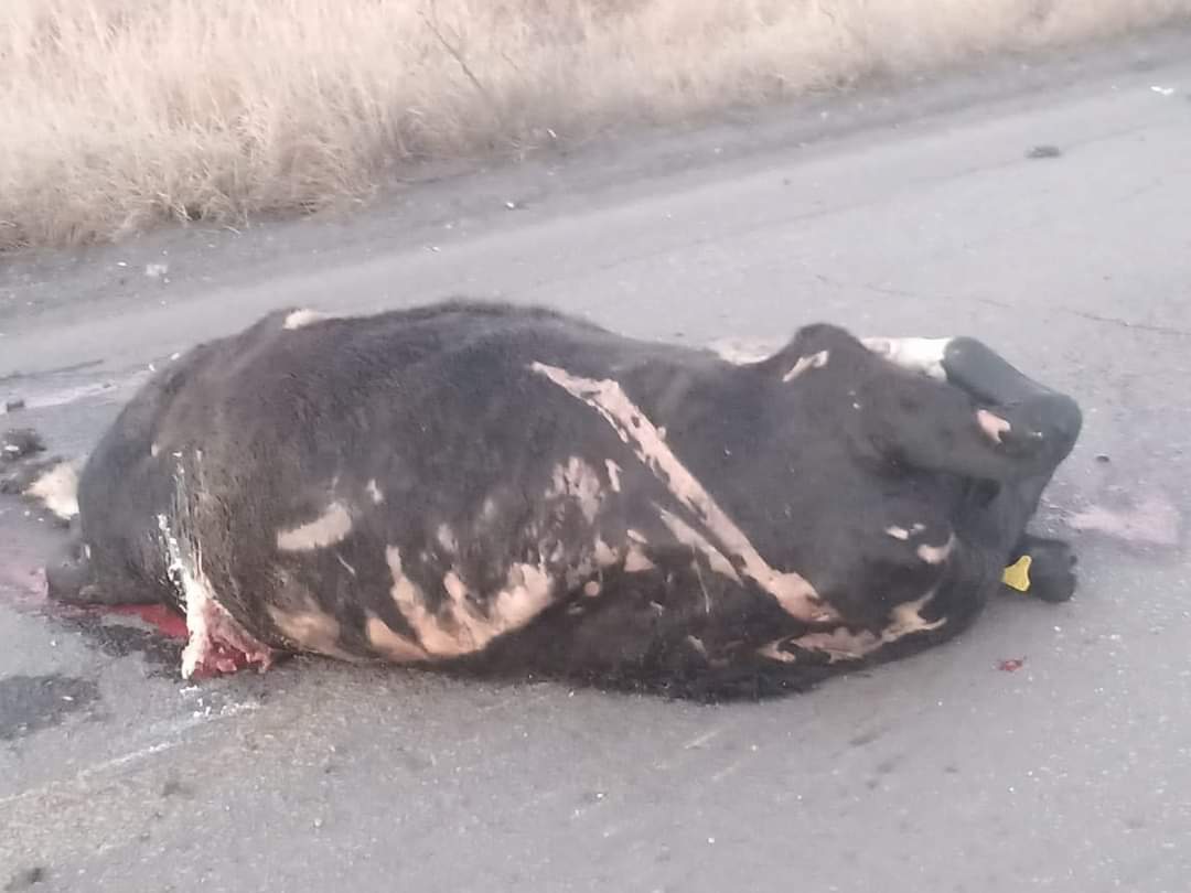 Choca contra bovino y vive para contarlo