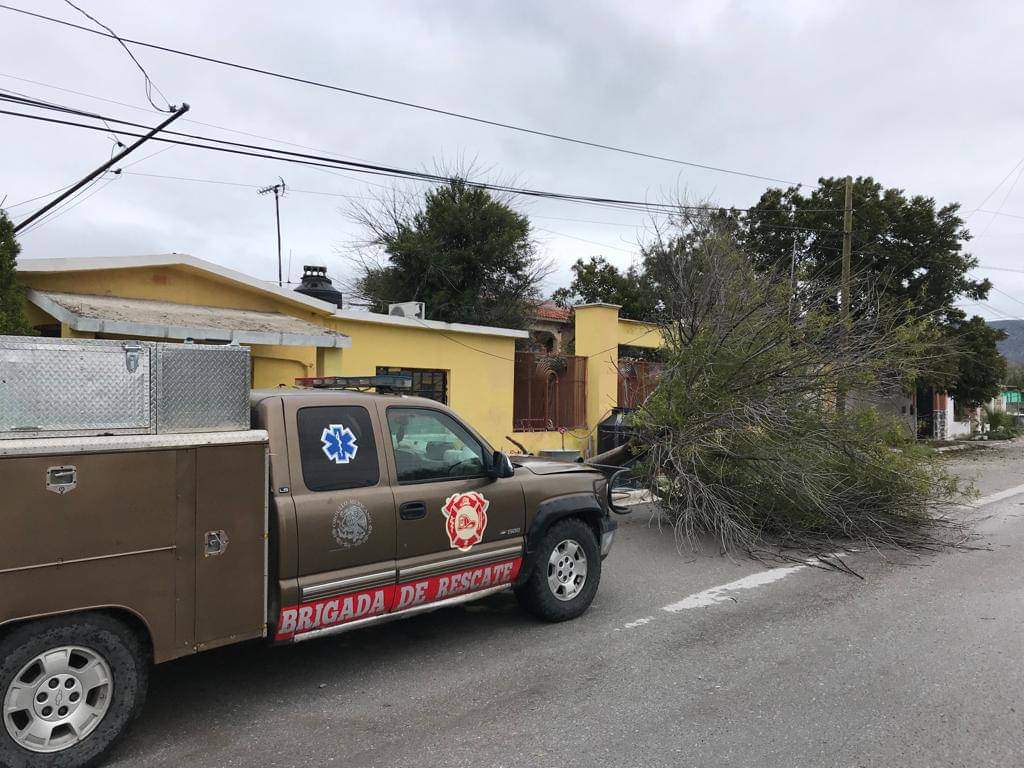 Cae árbol encima de una casa en Castaños