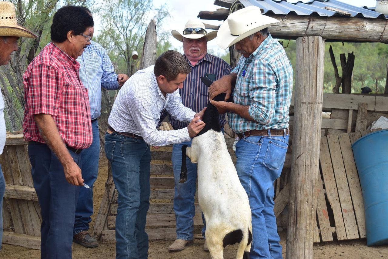 Vacunan en SB a ganado caprino