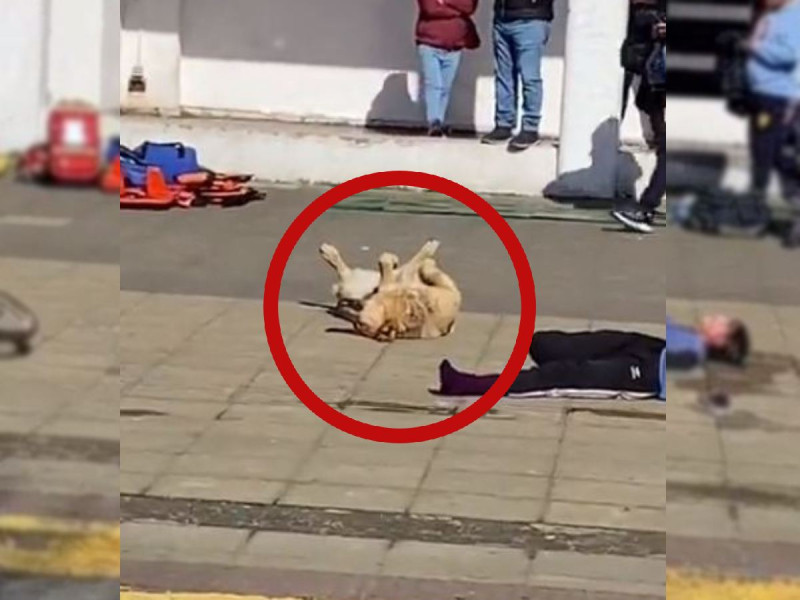 VIDEO. En medio de un simulacro perrito ¡se hace el muertito!