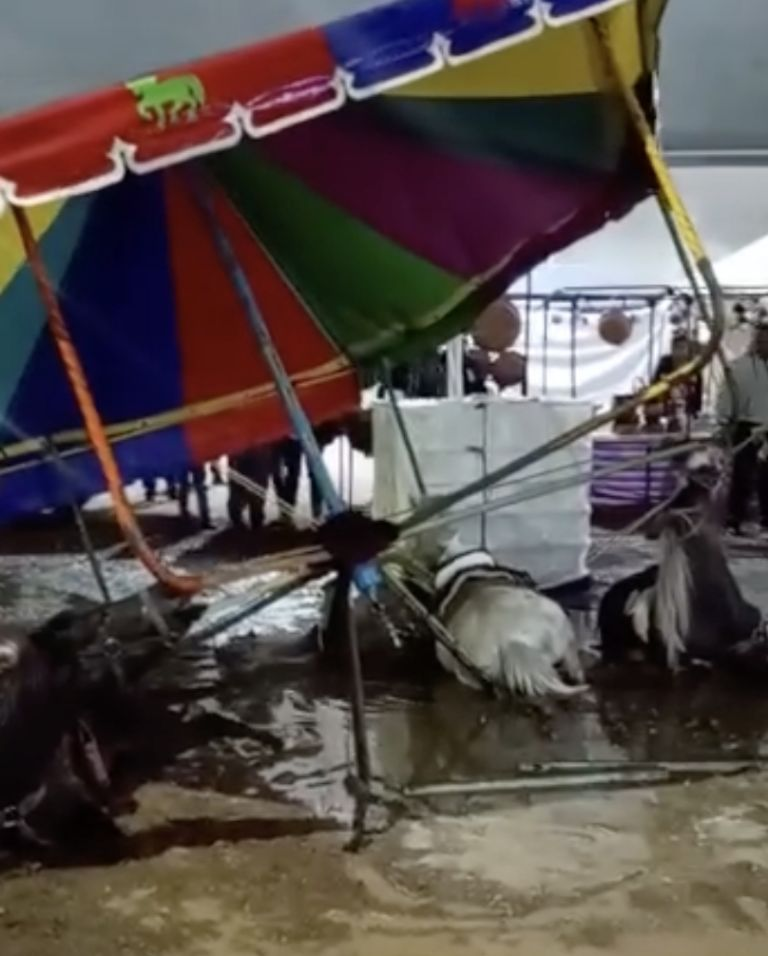 VIDEO: pony fallece electrocutado en feria patronal, piden que dejen de existir este tipo de carruseles