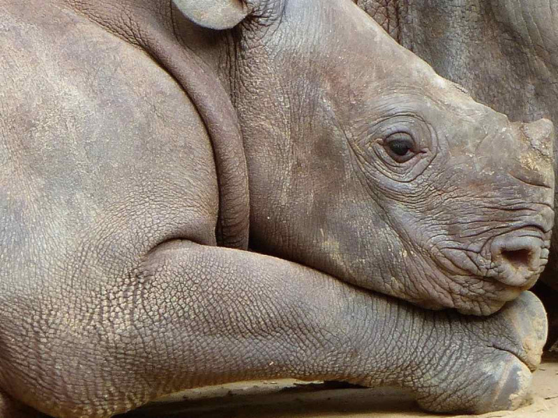 Nació rinoceronte de Sumatra, especie en peligro de extinción; así luce