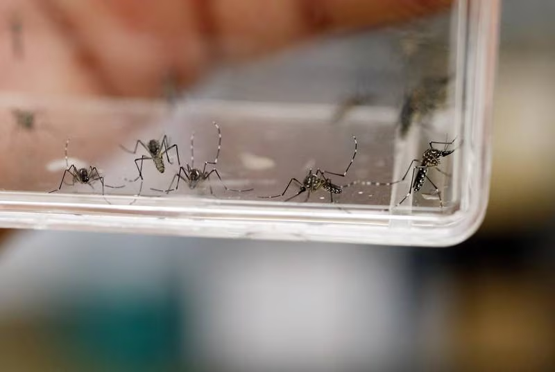 Primera vacuna contra dengue recomendada por la OMS: ¿Cuál es su eficacia?
