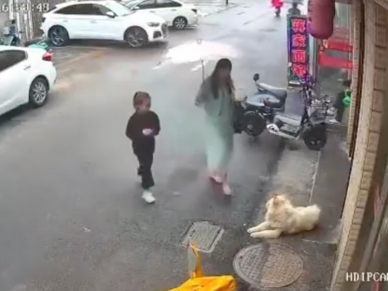VIDEO: Por qué no debes acariciar a un perro que no conoces