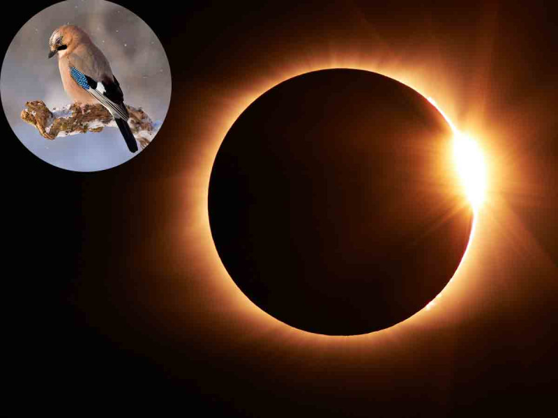 ¿El eclipse afecta el comportamiento de los animales? Esto dice la ciencia