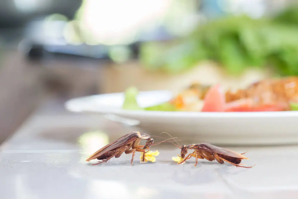 Los 5 alimentos que debes quitar de tu cocina porque atraen cucarachas