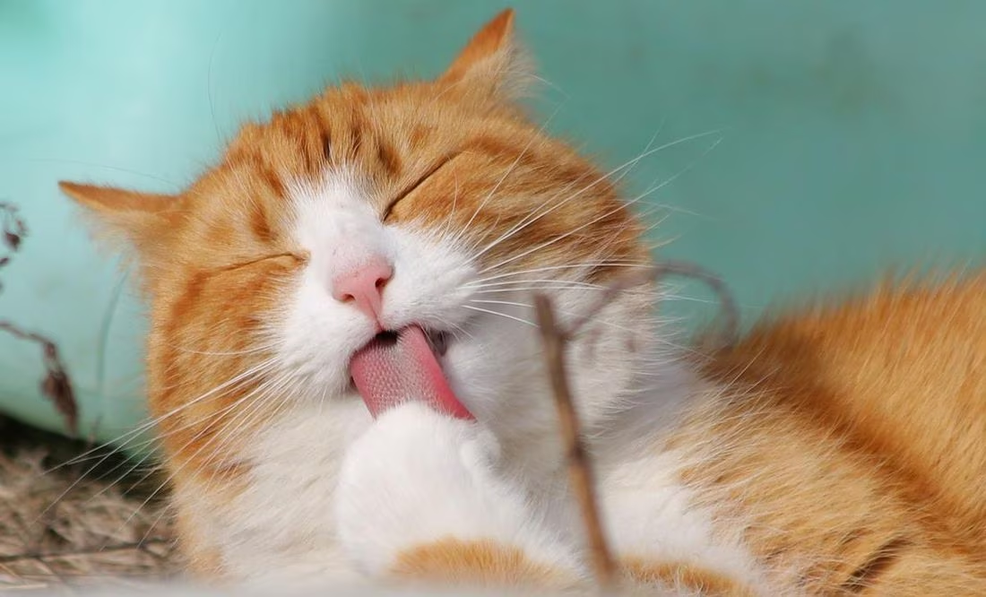¿Quieres un gato? Esto cuesta mantener al verdadero rey del hogar