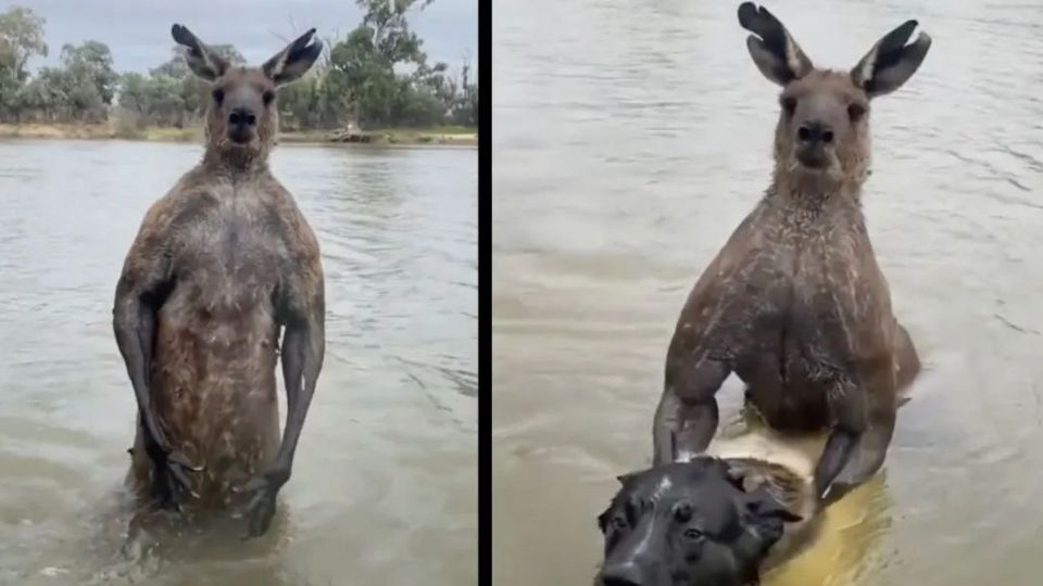 VIDEO: El increíble momento en el que un hombre salva a un perro que estaba siendo ‘ahogado’ por un canguro