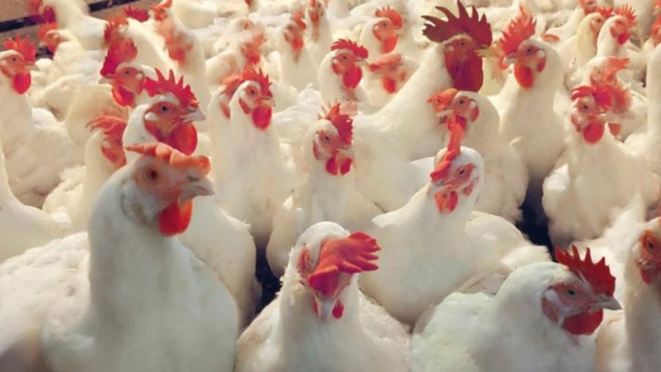 ¿Comerías pollos clonados? El laboratorio que creó a la oveja Dolly está trabajando en aves resistentes a la gripe aviar