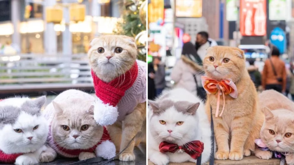 Exploradores peludos: el trío de gatos que está conquistando el mundo