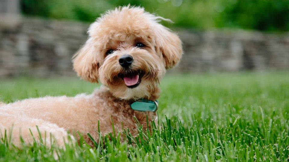¿Cómo sé si mi perro es feliz? Estas son las señales para saber si tu lomito tiene una vida plena