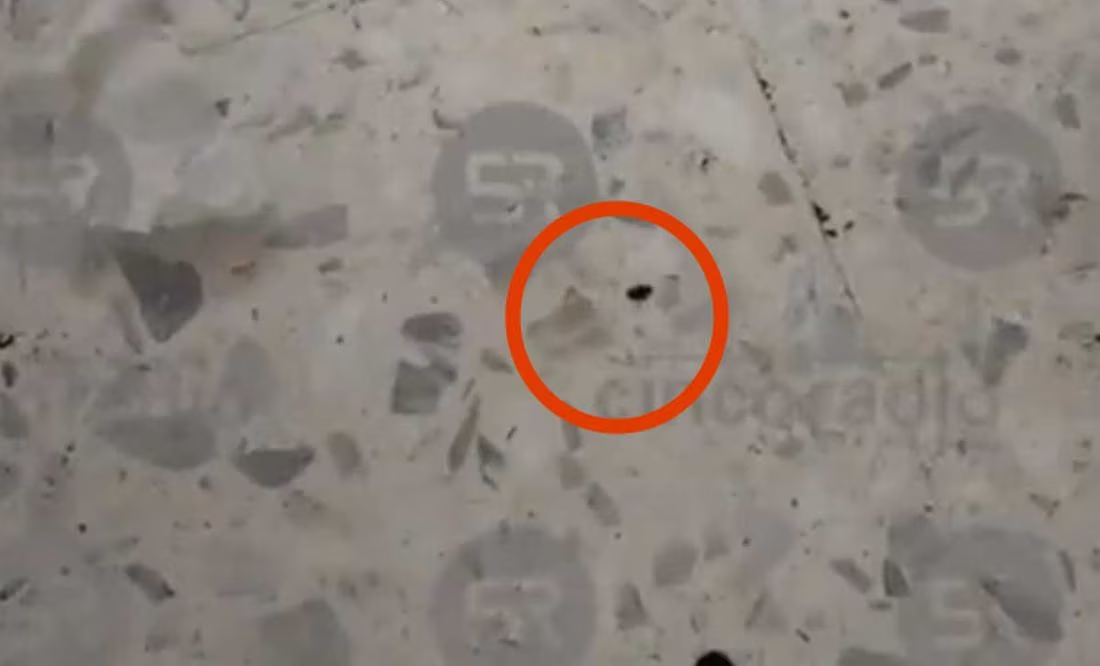 Detectan chinches en la Escuela de Enfermería Angelópolis