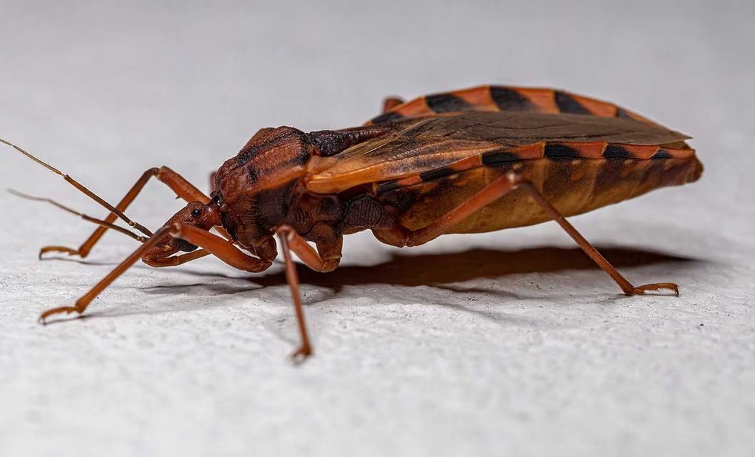 Enfermedad de Chagas se transmite por picadura de chinche, ¿cuáles son los síntomas?