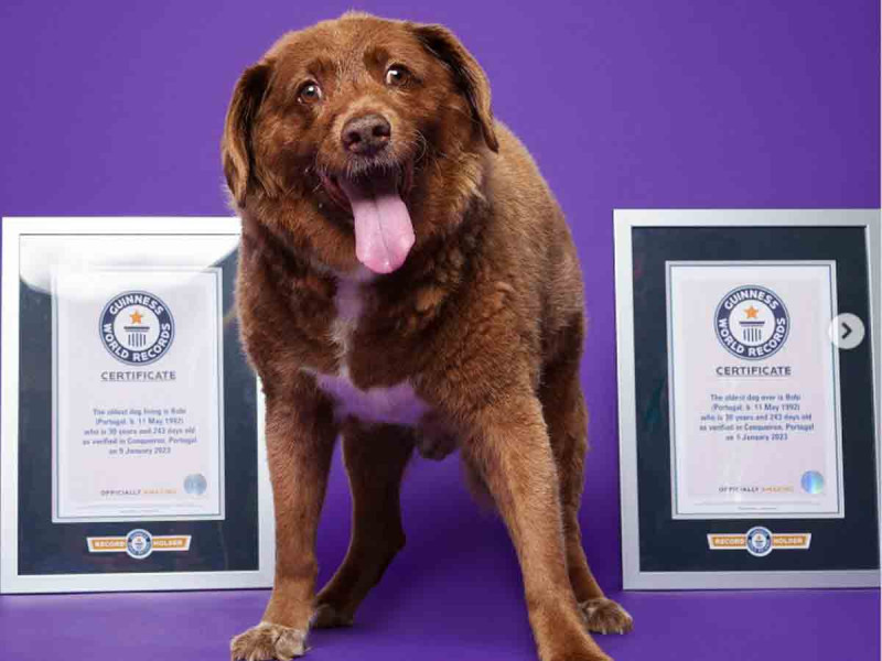El perrito más longevo del mundo muere a los 31 años y 165 días