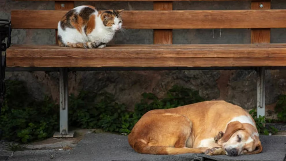 La enfermedad renal en perros y gatos a la que hay que prestar atención