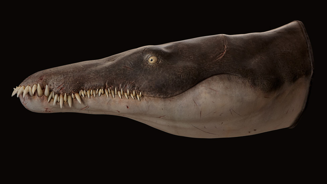 Descubren al super depredador marino más antiguo conocido