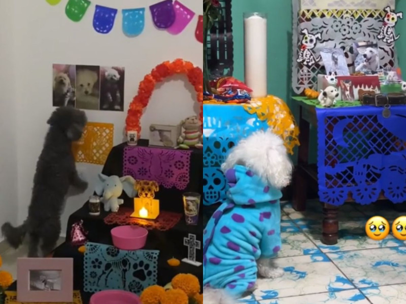Día de Muertos: en TikTok comparten VIDEOS de las mascotas «visitando» sus ofrendas