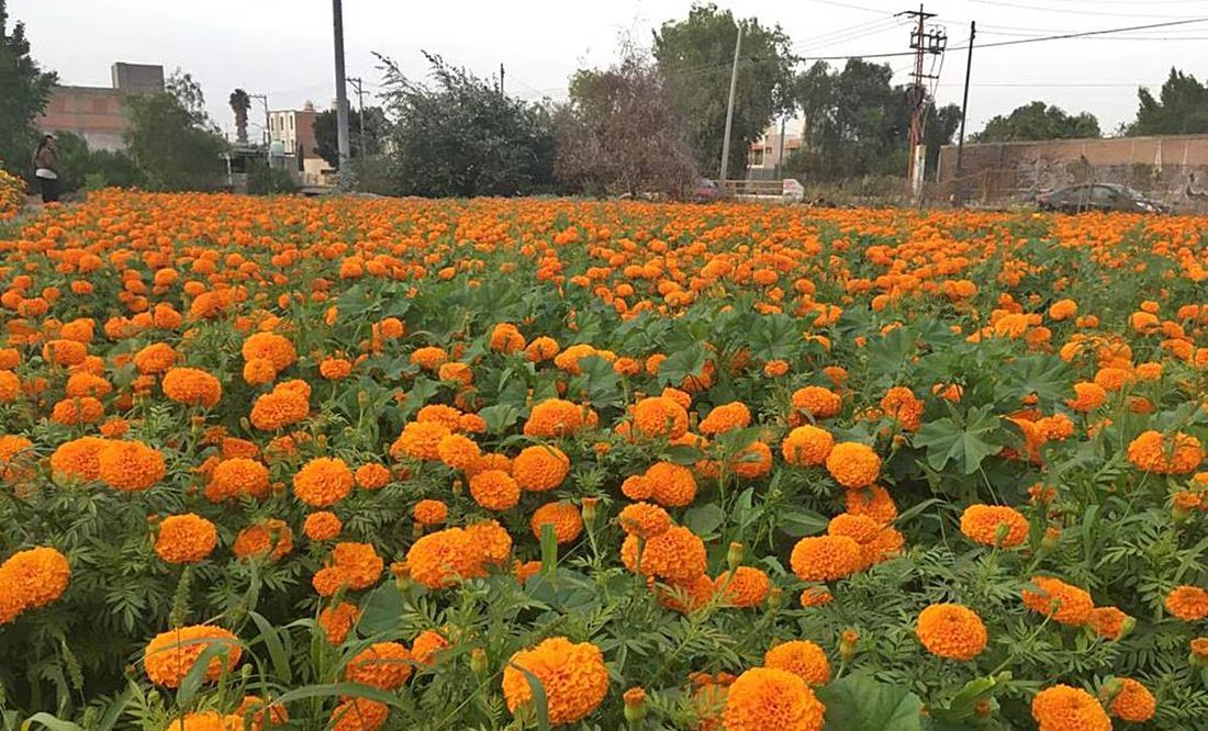¿Criolla o híbrida? Productor de cempasúchil aclara polémica sobre qué flor comprar en Día de Muertos