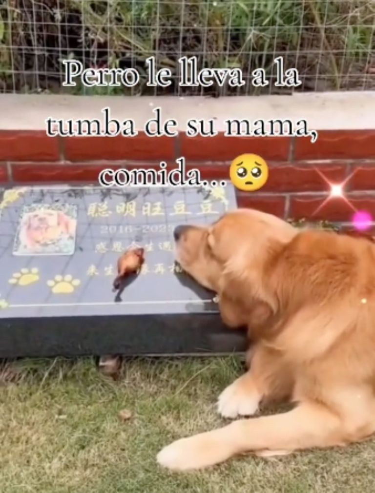 VIDEO: perrito enternece las redes por llevar comida a la tumba de otro lomito