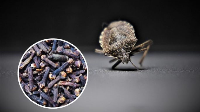 Utiliza los clavos de olor para preparar un repelente natural contra chinches