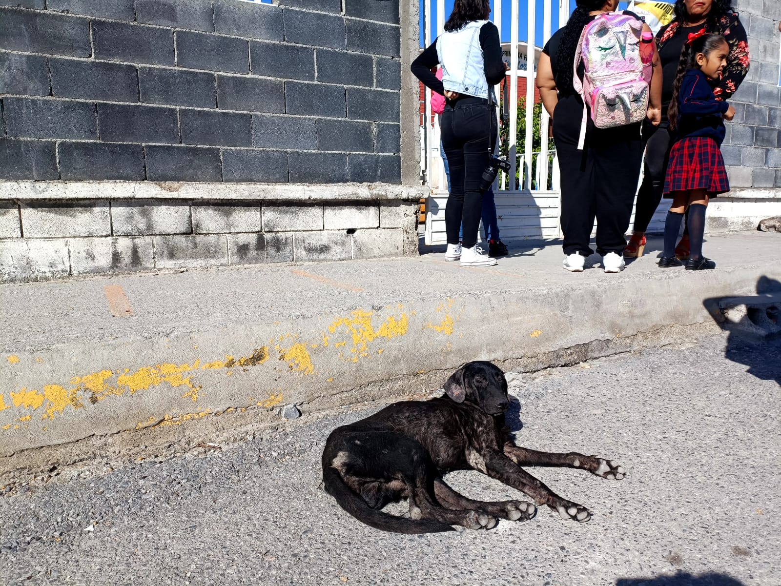 Reportan vecinos a perro agresivo