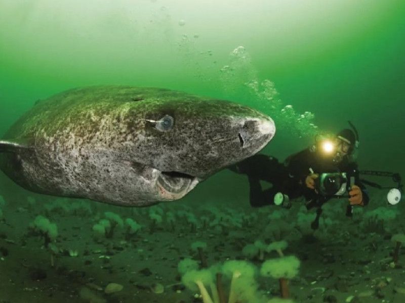 Reaparece en Belice el animal más viejo del mundo: el tiburón nacido en 1505