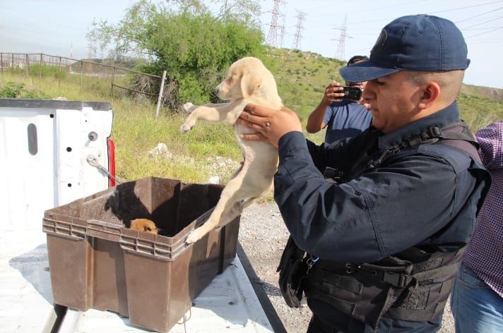 Rescatan a 4 cachorros abandonados en tiradero
