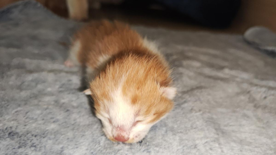 China clona por primera vez un gato con equipos y reactivos de producción nacional