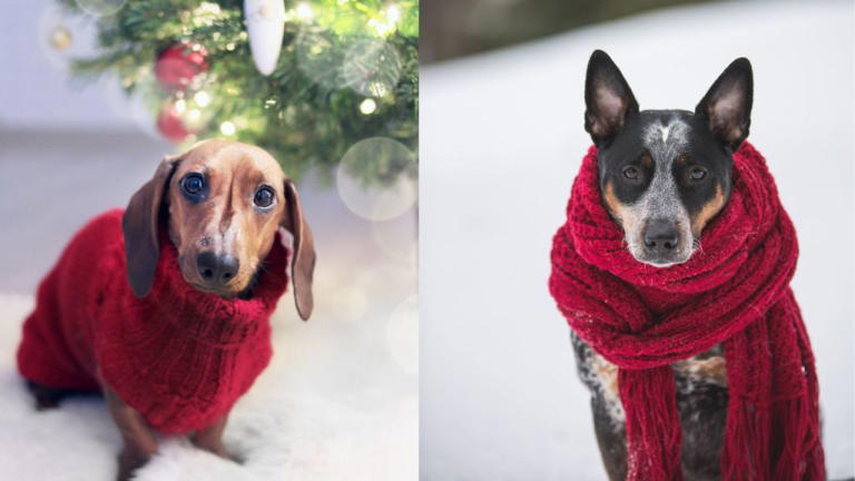 ¿Es bueno abrigar a los perros en invierno?