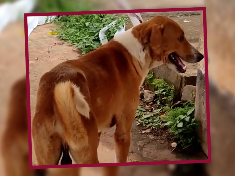 VIDEO: Lomito se queda esperando el regreso de su dueño fallecido… y nos recuerda a Hachiko