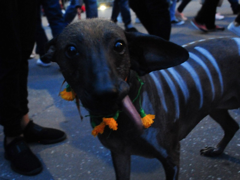 Día de Muertos: xoloitzcuintle, mitología y cosmovisión en cuatro patas