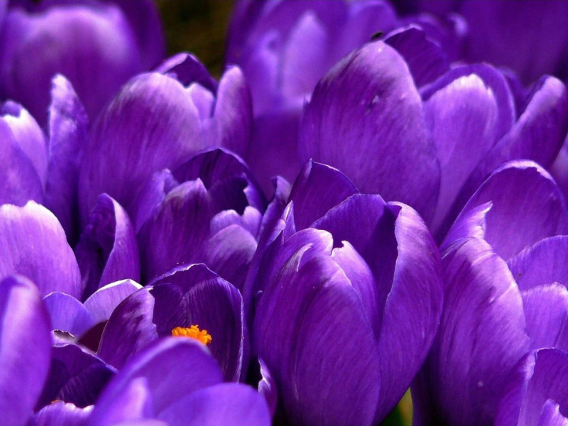 ¿Por qué se regalan flores moradas el 9 de noviembre?
