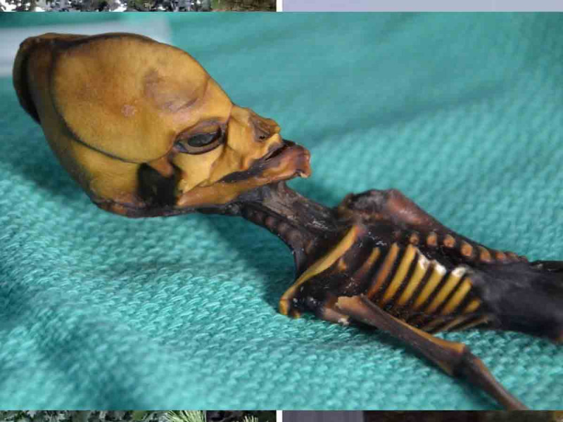 ¿Alienígena o minipersona? Resuelven misterio de extraña criatura momificada