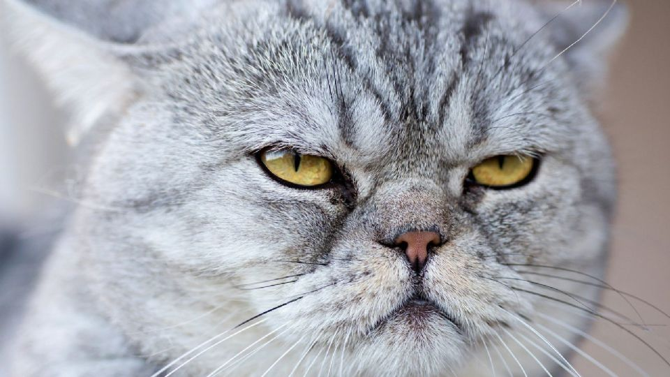 Descubre las razas de gatos más tranquilas ideales para tu casa