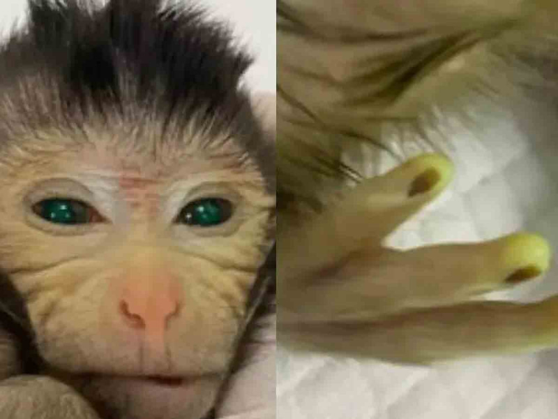‘Dedos brillantes y ojos verdes’, así es la primera quimera de mono creada en China