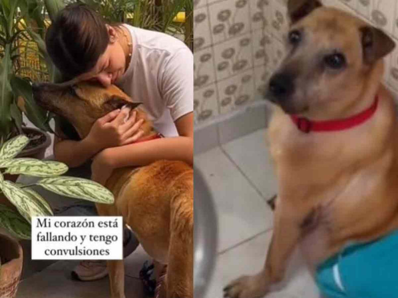 Joven comparte la despedida a su perrito antes de morir: “Mi último día en la Tierra”
