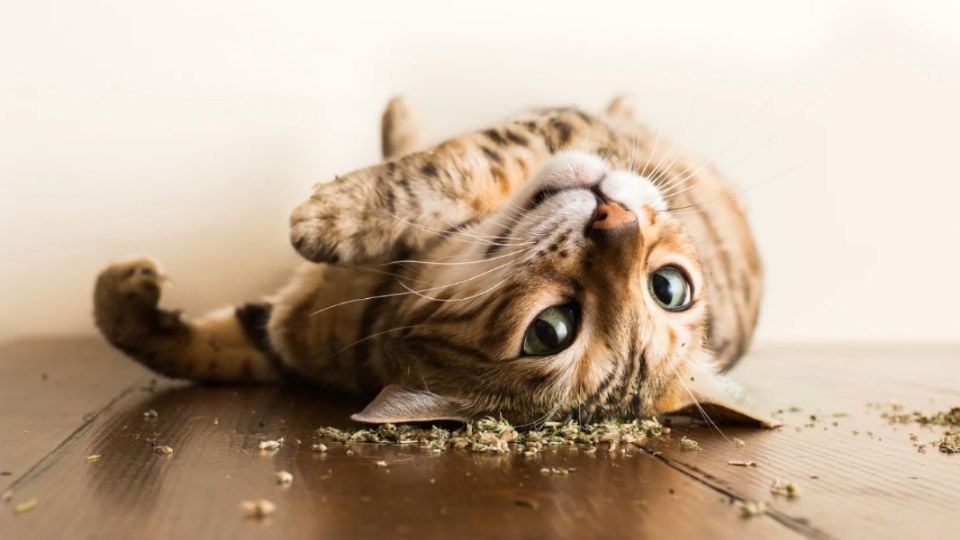 ¿Qué le sucede a mi gato si le doy catnip?¿Se puede volver adicto? Esta es la respuesta